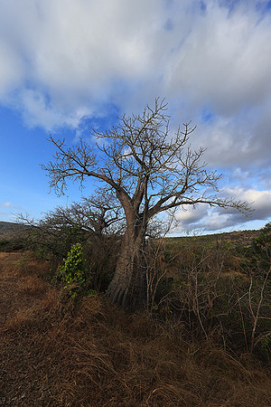 Baobabs - Selous