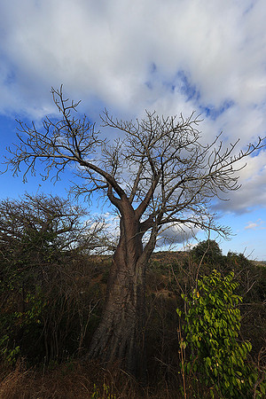 Baobabs - Selous