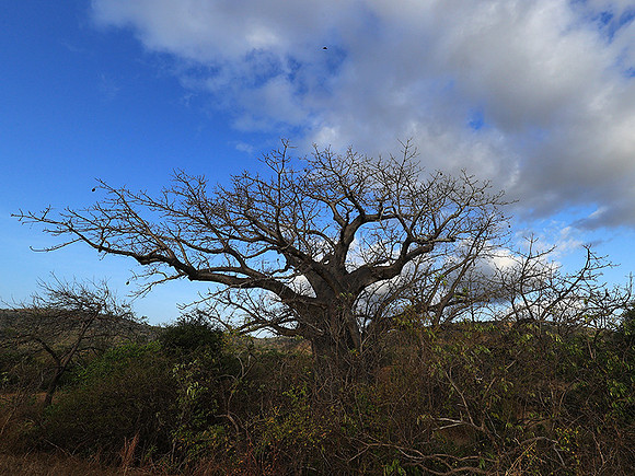 Baobabs - Selous