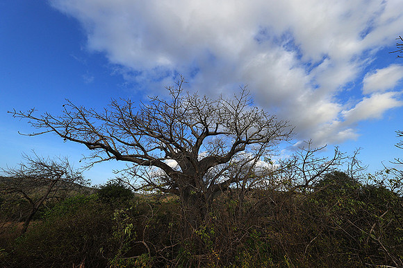 Baobabs - Selous
