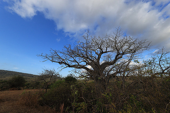 Baobabs - Selous