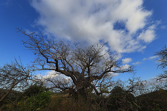 Baobabs - Selous