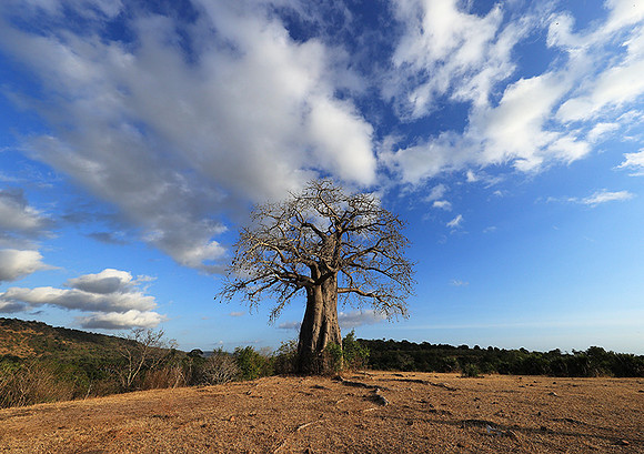 Baobabs - Selous