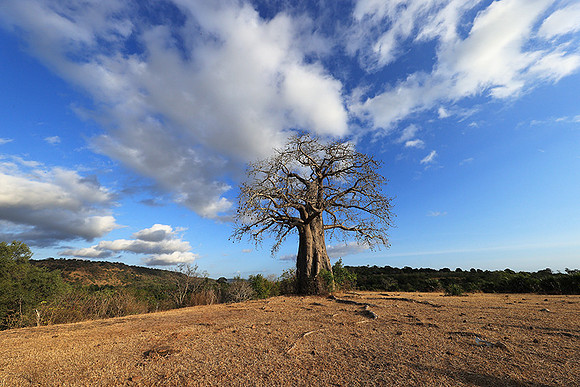 Baobabs - Selous