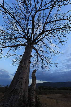 Selous