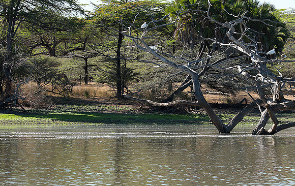 Selous
