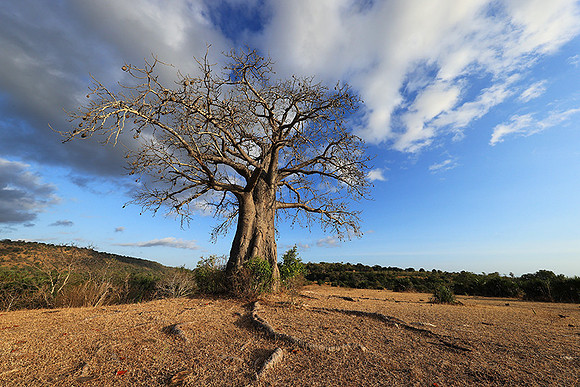 Baobabs - Selous