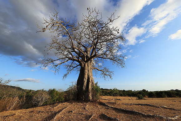 Baobabs - Selous