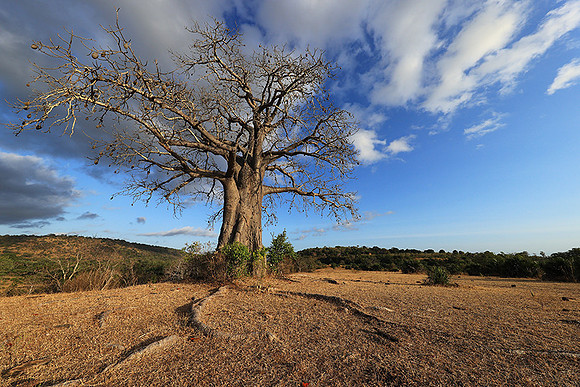Baobabs - Selous