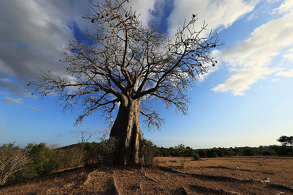 Baobabs - Selous