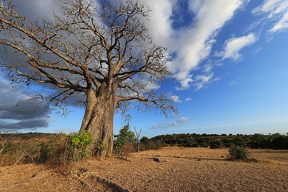 Baobabs - Selous
