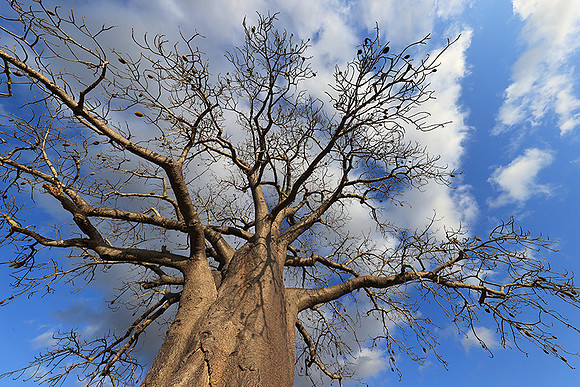Baobabs - Selous
