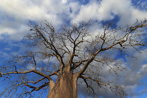 Baobabs - Selous