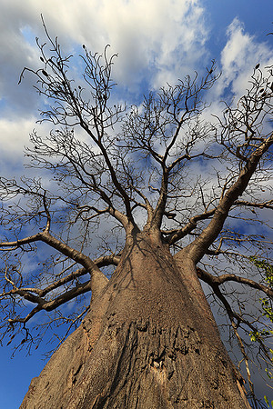 Baobabs - Selous