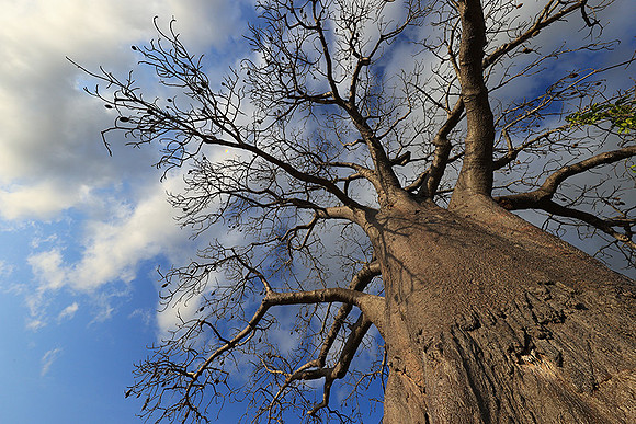 Baobabs - Selous