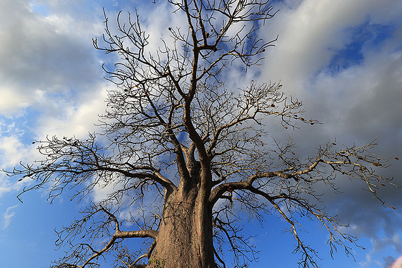 Baobabs - Selous