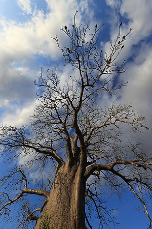 Baobabs - Selous