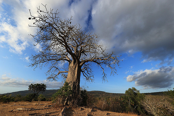 Baobabs - Selous