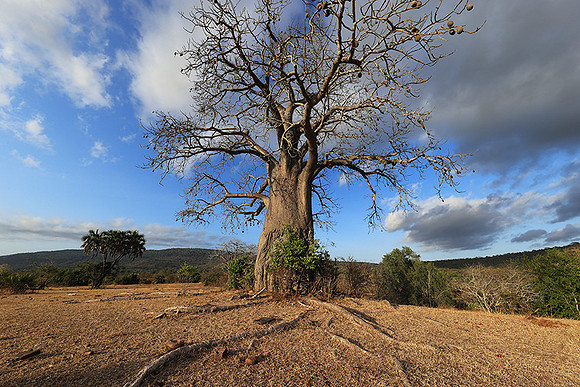 Baobabs - Selous