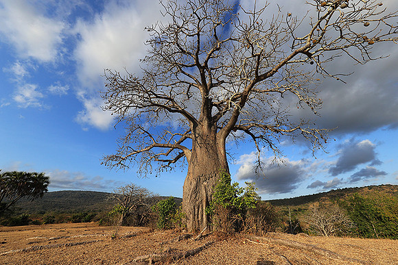 Baobabs - Selous