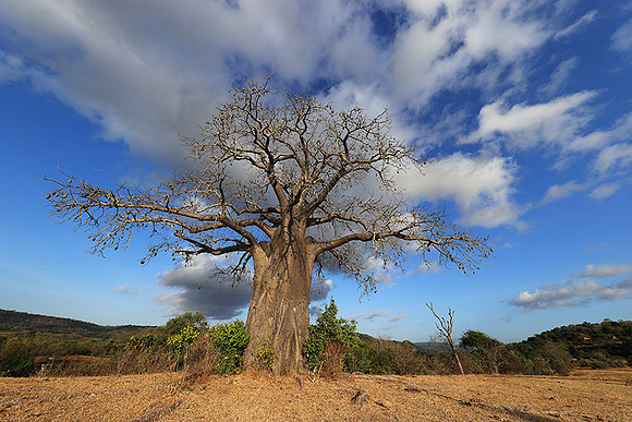 Baobabs - Selous