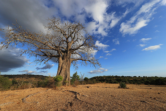 Baobabs - Selous