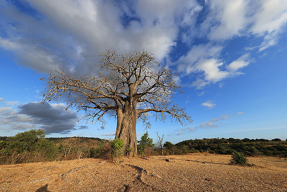 Baobabs - Selous