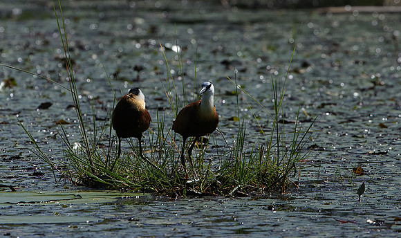 African jacana - Delta Of Okavango