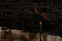 Spotted thick-knee - Tau Pan