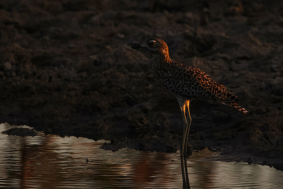 Spotted thick-knee - Tau Pan