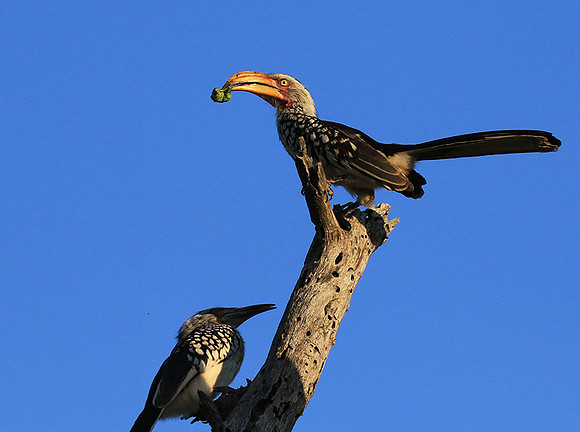 Yellow-billed hornbill - Londolozi game reserve