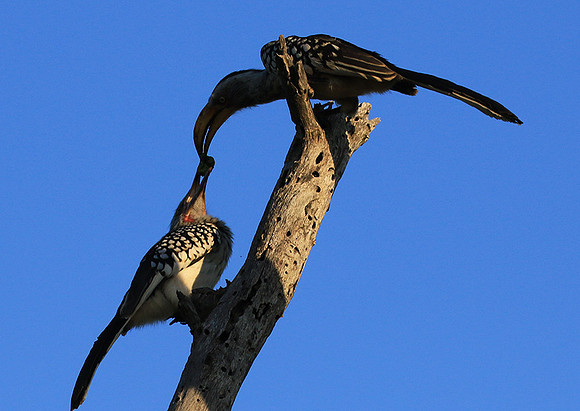Yellow-billed hornbill - Londolozi game reserve
