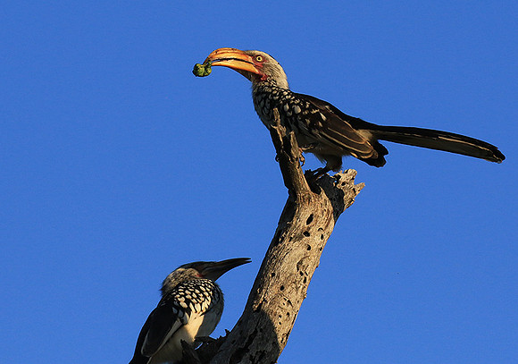 Yellow-billed hornbill - Londolozi game reserve