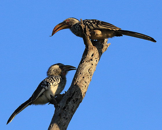 Yellow-billed hornbill - Londolozi game reserve