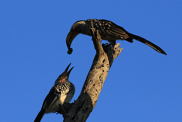Yellow-billed hornbill - Londolozi game reserve
