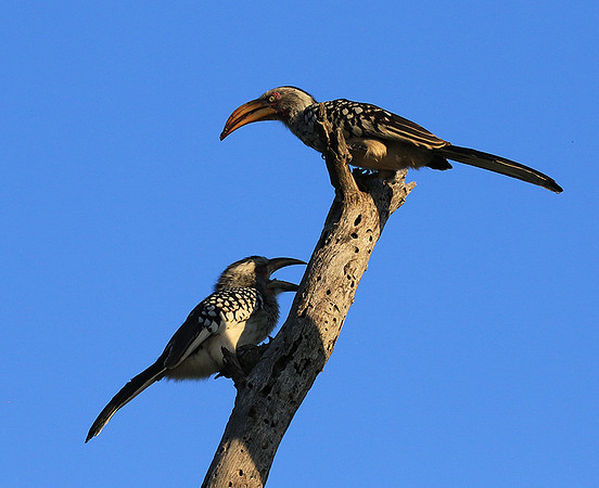 Yellow-billed hornbill - Londolozi game reserve