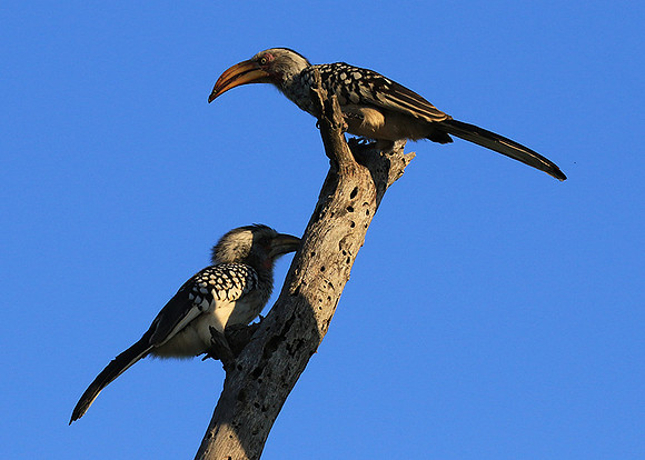 Yellow-billed hornbill - Londolozi game reserve