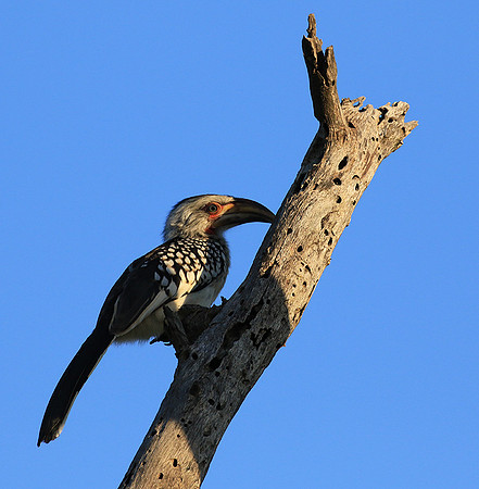 Yellow-billed hornbill - Londolozi game reserve