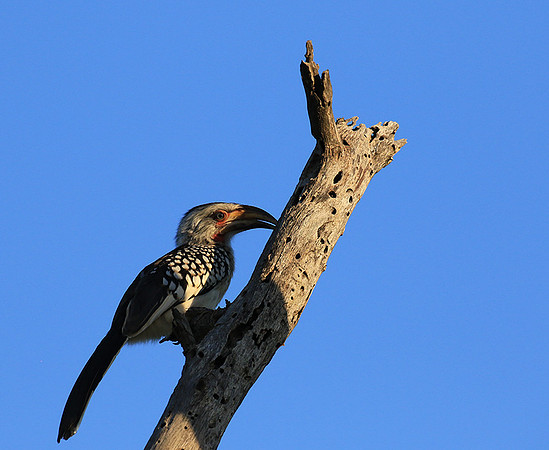 Yellow-billed hornbill - Londolozi game reserve