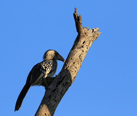 Yellow-billed hornbill - Londolozi game reserve
