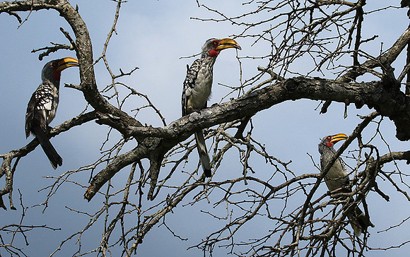 Yellow-billed hornbill - Londolozi game reserve