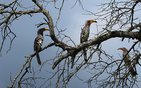 Yellow-billed hornbill - Londolozi game reserve