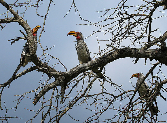 Yellow-billed hornbill - Londolozi game reserve