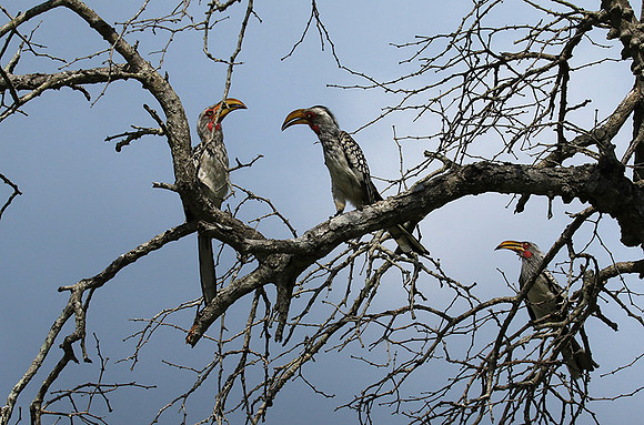 Yellow-billed hornbill - Londolozi game reserve