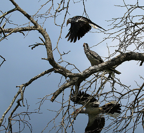 Yellow-billed hornbill - Londolozi game reserve