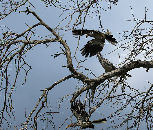 Yellow-billed hornbill - Londolozi game reserve