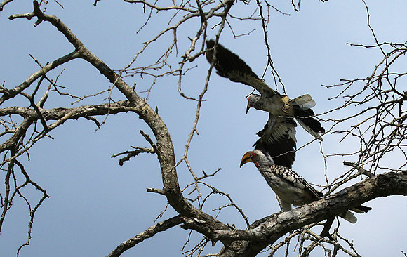 Yellow-billed hornbill - Londolozi game reserve