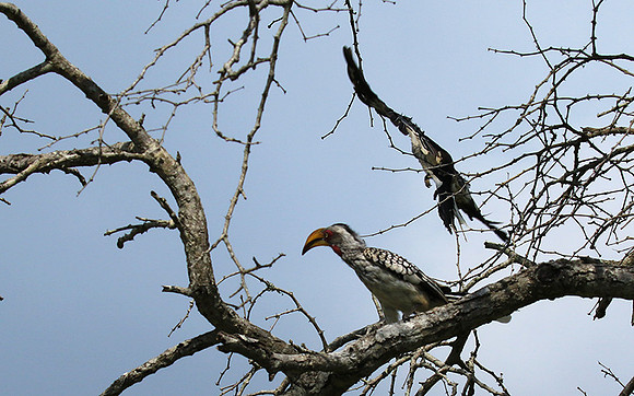 Yellow-billed hornbill - Londolozi game reserve