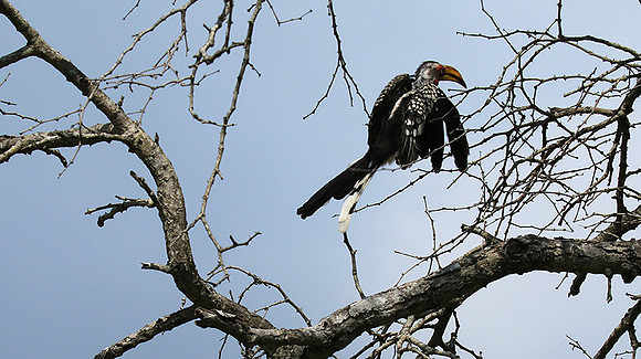 Yellow-billed hornbill - Londolozi game reserve