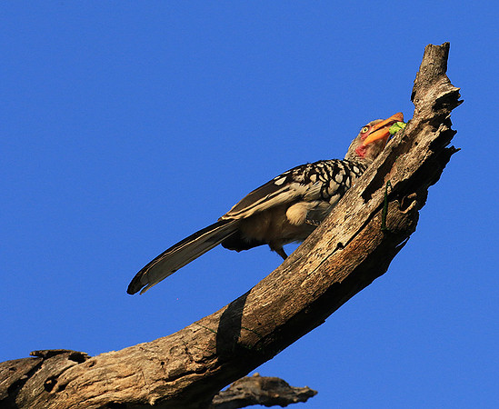 Yellow-billed hornbill - Londolozi game reserve